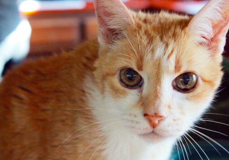 molly-by-lauren-1024x683