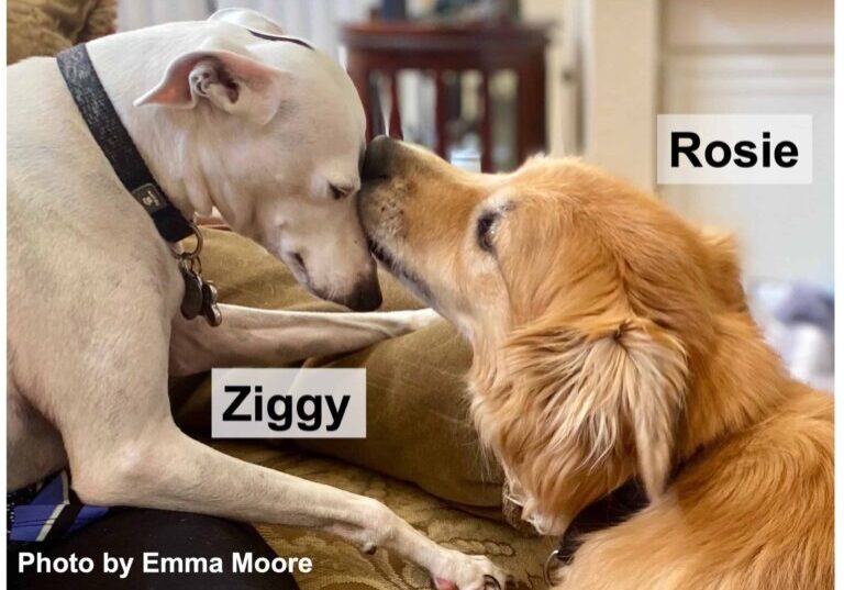 rosie-ziggy-names-blog-091322